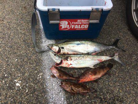 サゴシ累計51本目