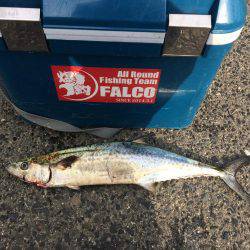 サゴシ累計54本目