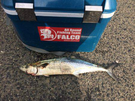 サゴシ累計54本目