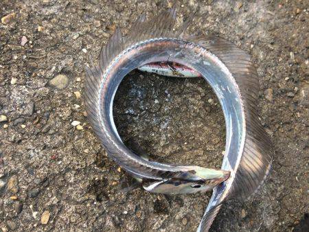 自分を食ったらアカンよ！