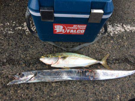 今年初のハマチ