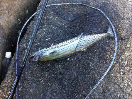 サゴシ累計55本目でも痛恨のバラし。