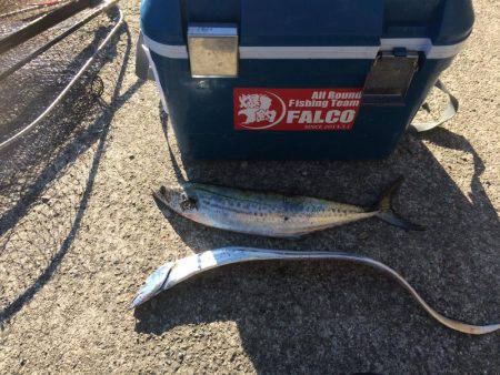 サゴシ累計56本目