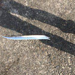 太刀魚は底にいるよー