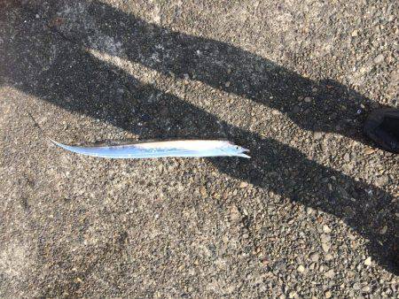 太刀魚は底にいるよー