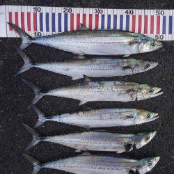 やっと釣れたー