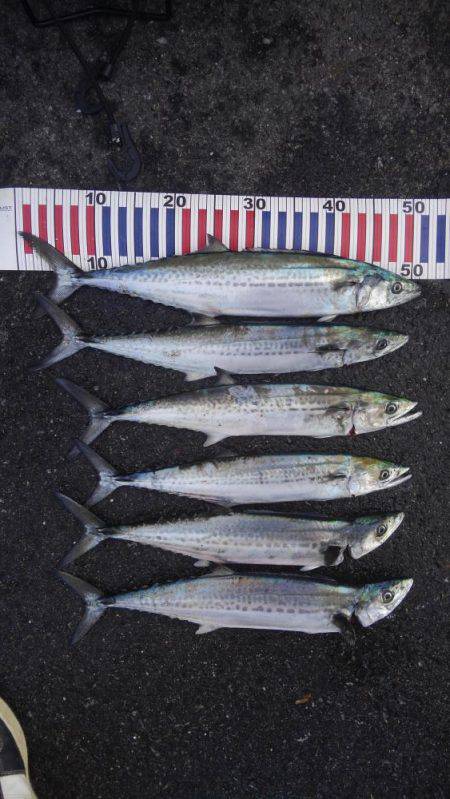 やっと釣れたー