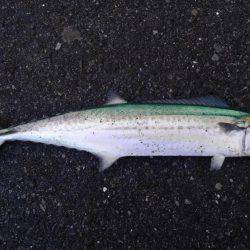 朝だけ短時間釣行