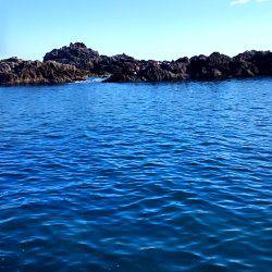 グレはいずこ？