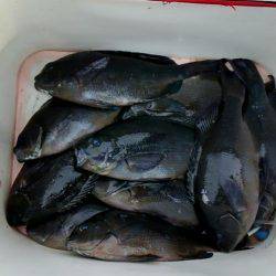 潮岬でグレ釣り