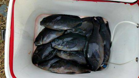 潮岬でグレ釣り