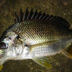 いい釣り納めになりました♪