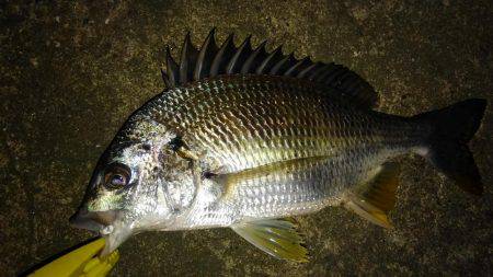 いい釣り納めになりました♪