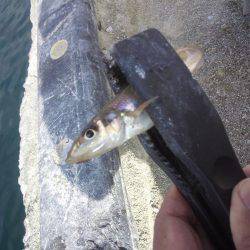 まだキスいました