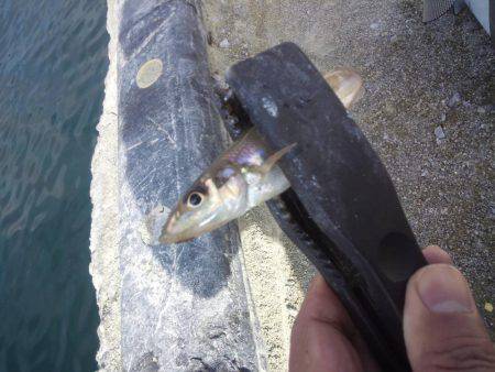 まだキスいました