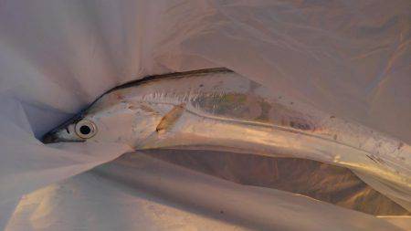 かろうじて一本・・・