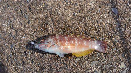 ミップル様周辺にて。