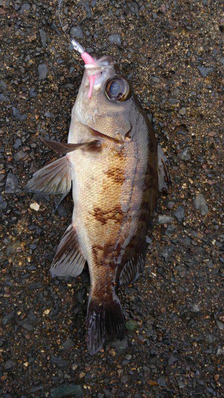 ミップル様周辺にて(笑)。