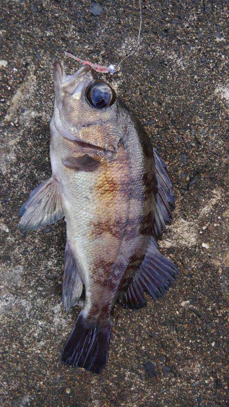 ミップル様周辺にて(笑)。