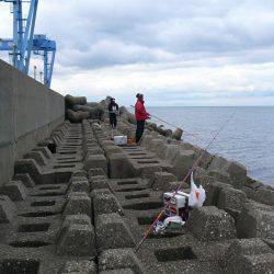 二見人工島で落ちギス爆釣