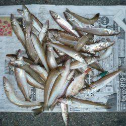 まだ釣れる二見人工島のキス