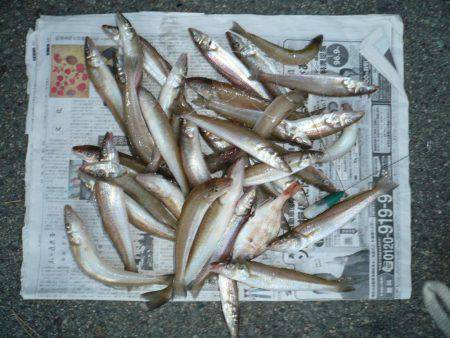 まだ釣れる二見人工島のキス