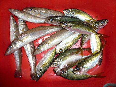 サイズ釣果共に少し落ち始めました