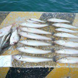 激渋の都志漁港で、まずまずの釣果でした