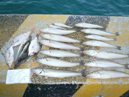 激渋の都志漁港で、まずまずの釣果でした