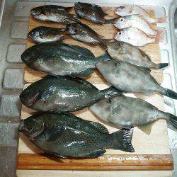 メジナ3枚ゲット!