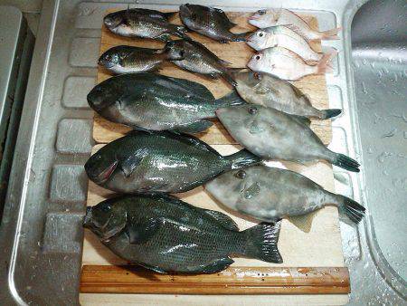 メジナ3枚ゲット！