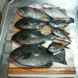 メジナ27cmゲット!