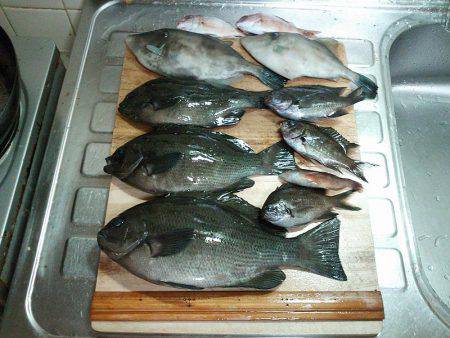 メジナ27cmゲット！