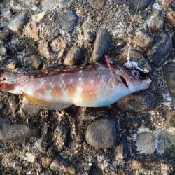 スズメダイの猛攻！