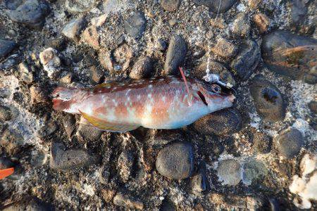 スズメダイの猛攻！