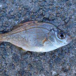 アジング絶好調！