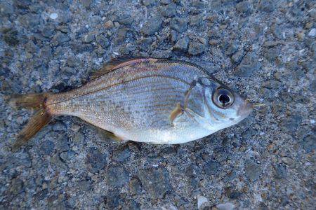 アジング絶好調！