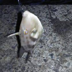 カワハギが釣りたくて