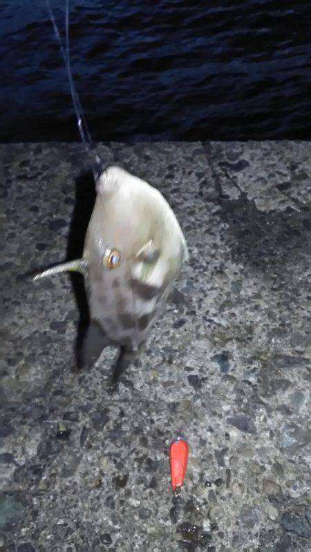 カワハギが釣りたくて