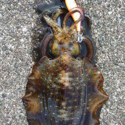 本命には出会えず