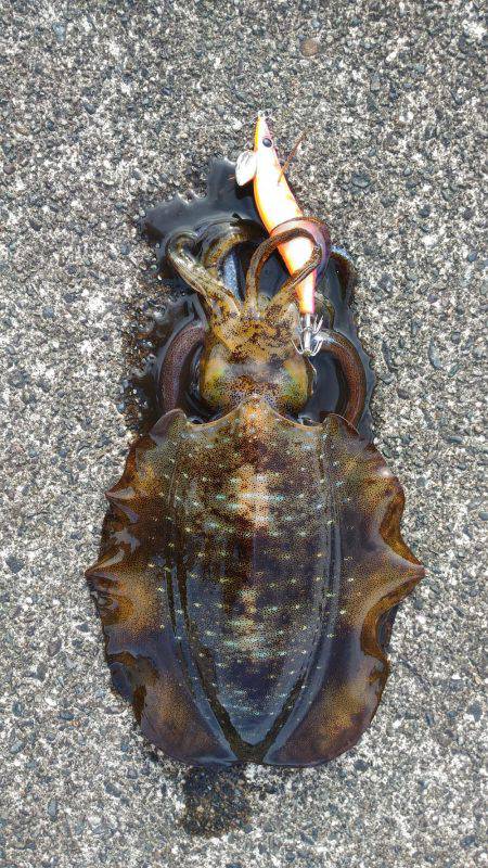 本命には出会えず