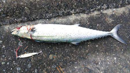 今年最後のショアジギング