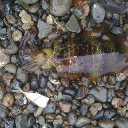 ヤエンでアオリイカ