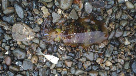 ヤエンでアオリイカ