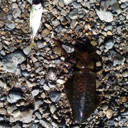 ヤエンでアオリイカ②