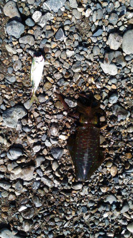 ヤエンでアオリイカ②