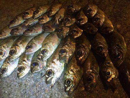 アジ サバ キビレ ガシラ