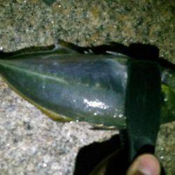 回遊鯵を待ち伏せ攻略