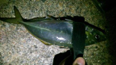 回遊鯵を待ち伏せ攻略