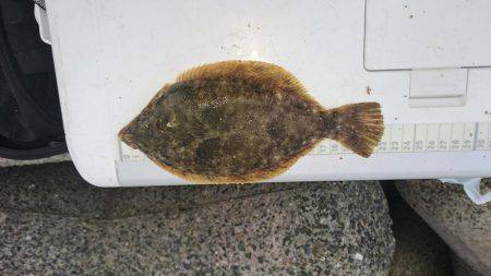 カレイ 投げ釣り